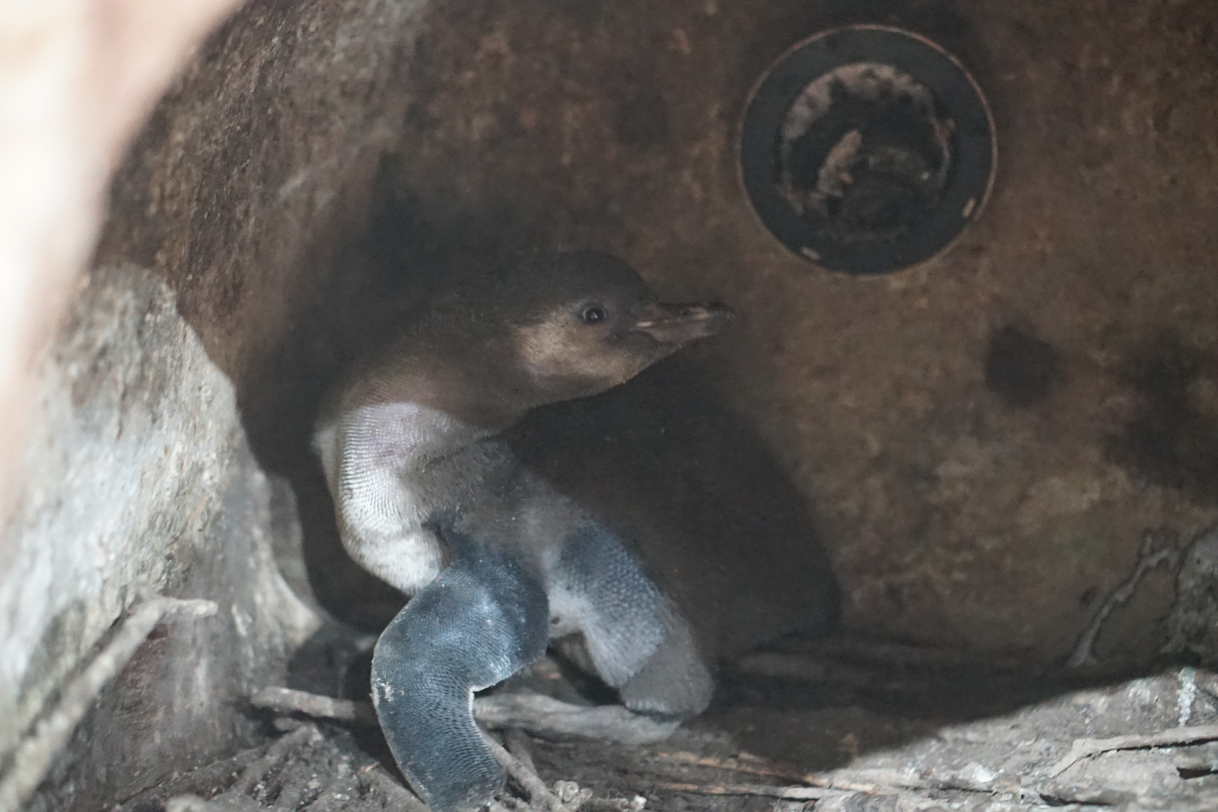 Koleksi Satwa di Samudra Bertambah dengan Kehadiran Baby Penguin.